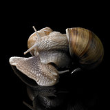 two Grapevine snails