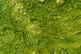 green slime with small bubbles