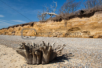 Tree Stump on Benacre Beach, Suffolk, England