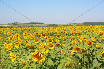 Sunflowers field under the hills. Summer landscape.