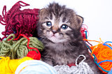 little kitten in balls of wool