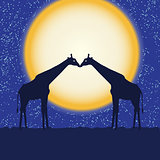 Card with giraffe pair at night