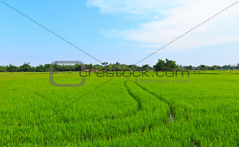 Natural field of rice.
