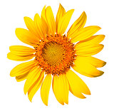 Isolated sunflower on the white background.
