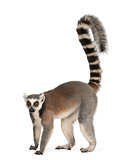 Ring-tailed lemur, Lemur catta, 7 years old, in front of white background
