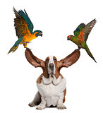 Bleu throated Macaw and Golden capped parakeet pulling up the ears of Basset Hound sitting against white background