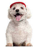 Maltese, 9 years old, wearing a cap and sitting in front of white background