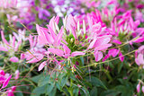 Cleome spinosa flower