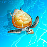 Turtle in the blue sea