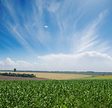 green maize field under blue sky and clouds
