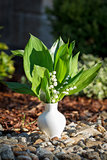 Blooming Lily of the valley in white vase outdoor