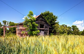 Abandoned Barn and Wheat Field
