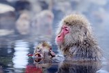 Japanese Macaques