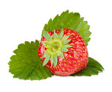 Strawberry fruits with green leaves