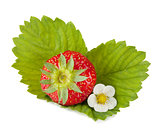 Strawberry fruit with flower and green leaves