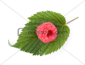 Fresh raspberry on green leaf