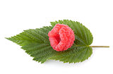 Raspberry on green leaf
