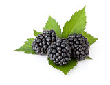 Three ripe blackberries with leaves