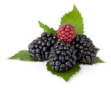 Ripe blackberry with leaves