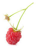 Fresh raspberry macro