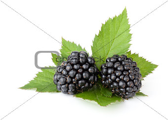Ripe blackberry with leaves