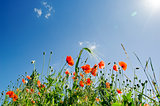 poppy flowers under sunny sky
