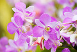 orchid flora