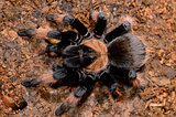 Mexican True Red Leg tarantula(Brachypelma emilia)