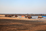 Indian herd spend a day at Seaside