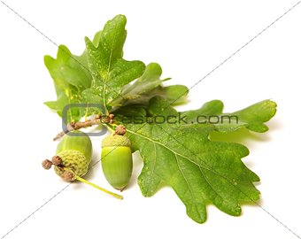 Green acorn