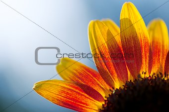 Sun flower abstract