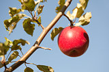Red apple on tree