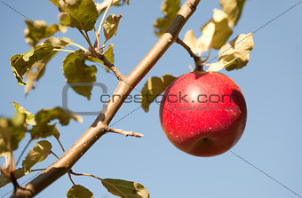 Red apple on tree