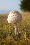 Parasol mushroom, Macrolepiota procera