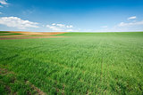 Green wheat field and blue sky