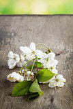 blossom cherry branch on wooden plank