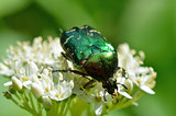 Chafer beetle (Cetonia aurata)