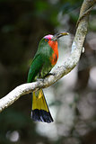 Red-bearded Bee-eater (Nyctyornis amictus)