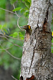 Greater Yellownape woodpecker (Picus flavinucha)