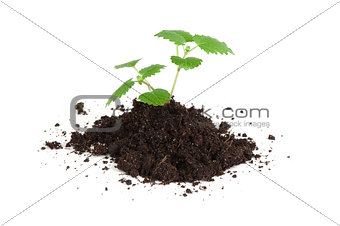 melissa mint growing in soil isolated on white background
