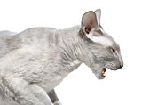 Angry Peterbald Cat