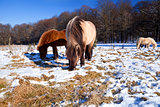 pony on winter pasture