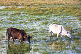 cows grazing in bahia
