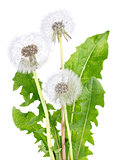 Blown dandelion with green leaves