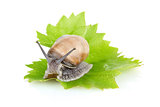 garden snail (Helix aspersa) on green leaf