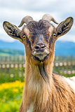 Bavarian goat