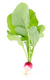 fresh juicy radish with green leaves
