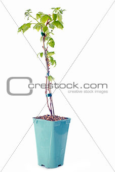 raspberry in pot isolated