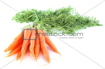 early carrot