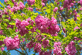 pink acacia